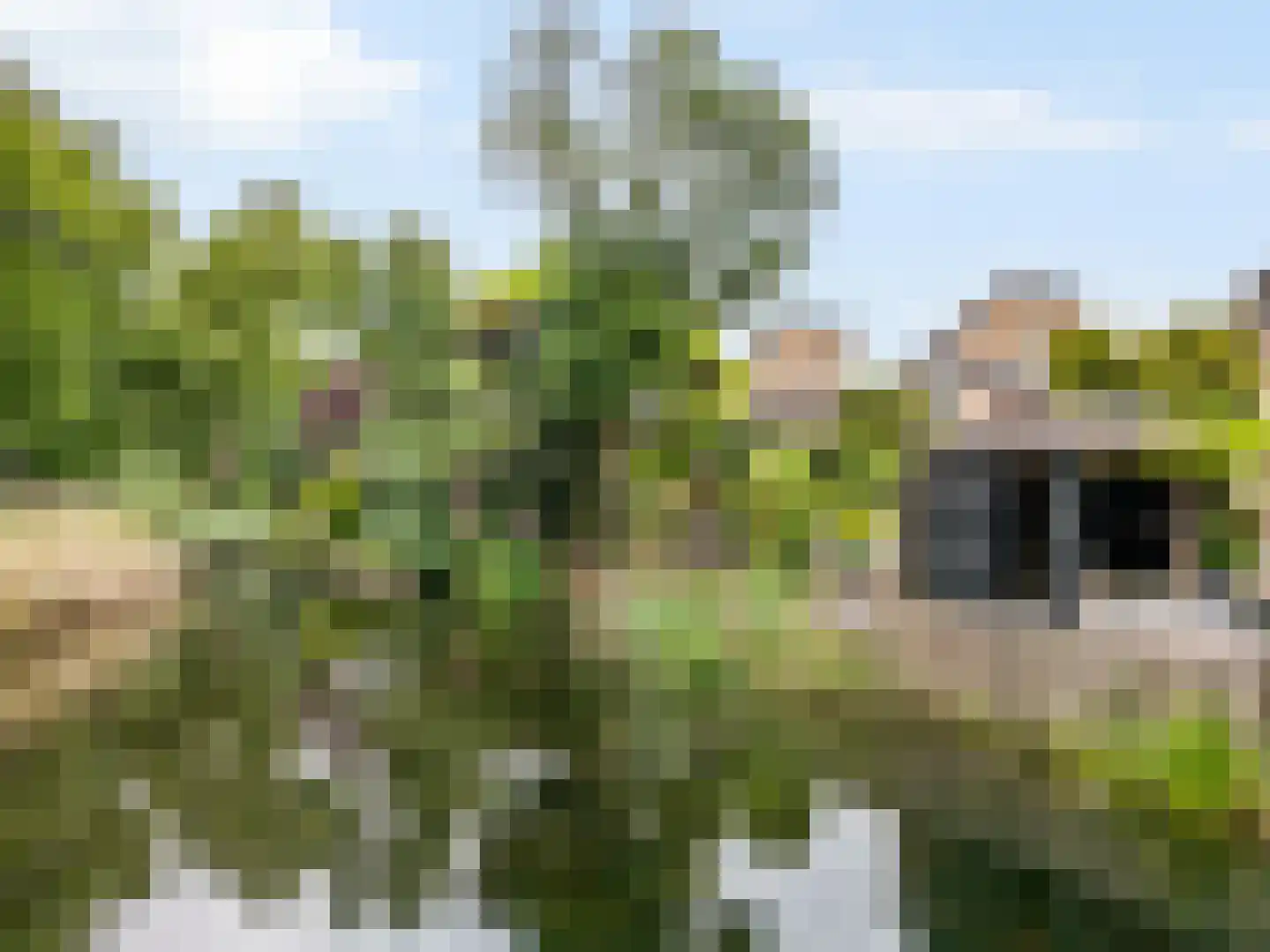 Esdoorn 22 Maassluis thumbnail 53