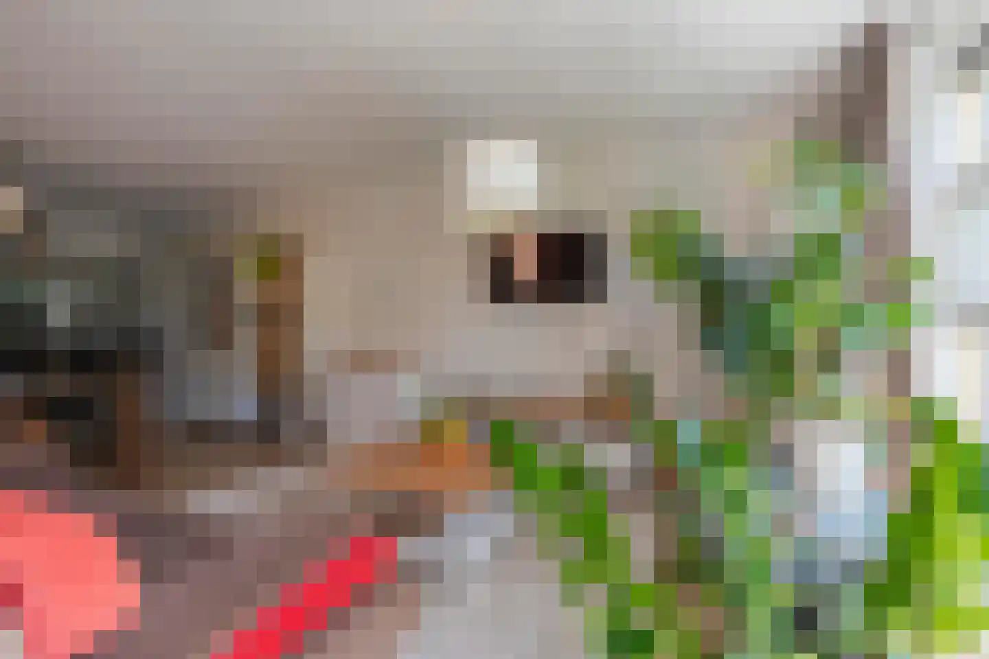 Esdoorn 24 A Maastricht thumbnail 5