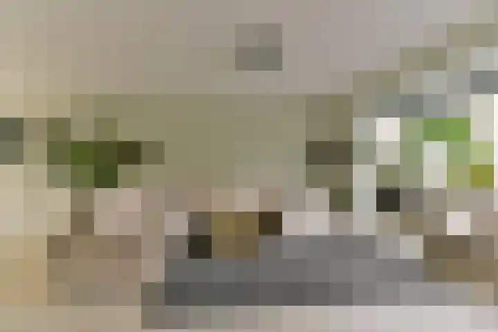 Esdoorn 25 Odijk thumbnail 13