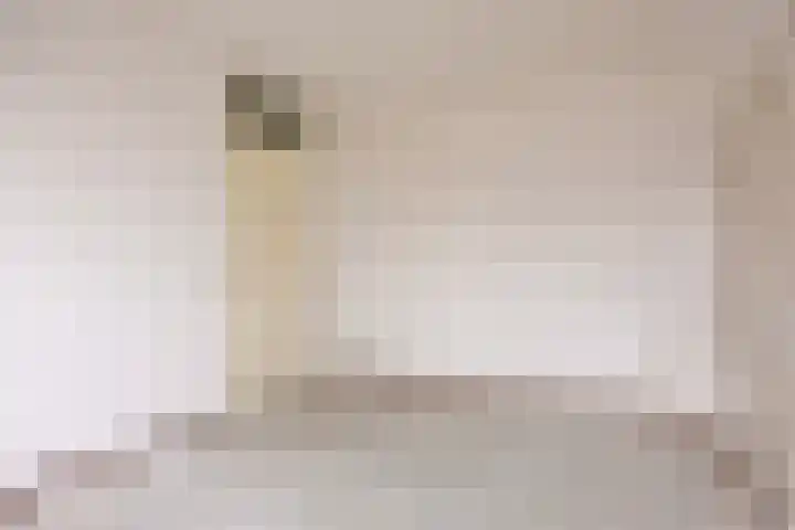 Esdoorn 28 Odijk thumbnail 24