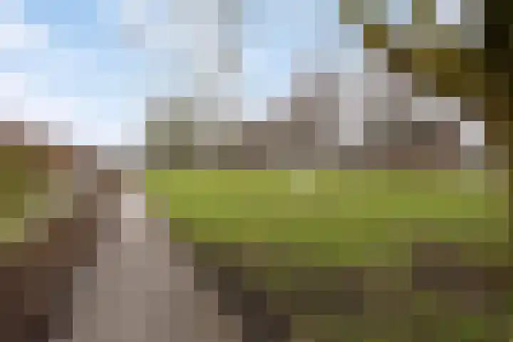 Esdoorn 28 Odijk thumbnail 33
