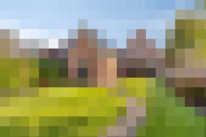 Esdoorn 29 Oost West en Middelbeers thumbnail 34