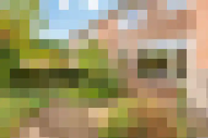 Esdoorn 31 Odijk thumbnail 63