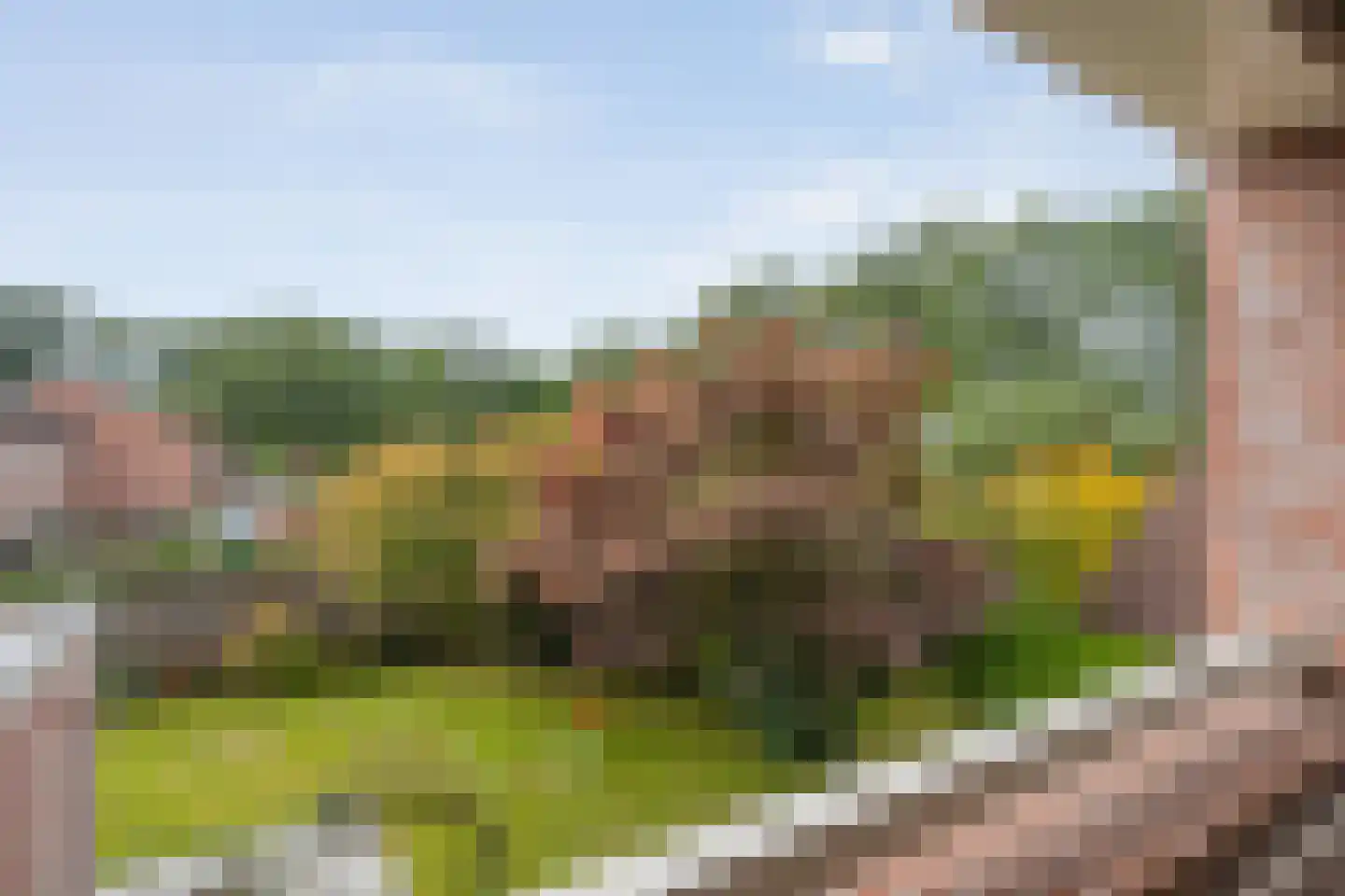 Esdoorn 6 Heino thumbnail 45
