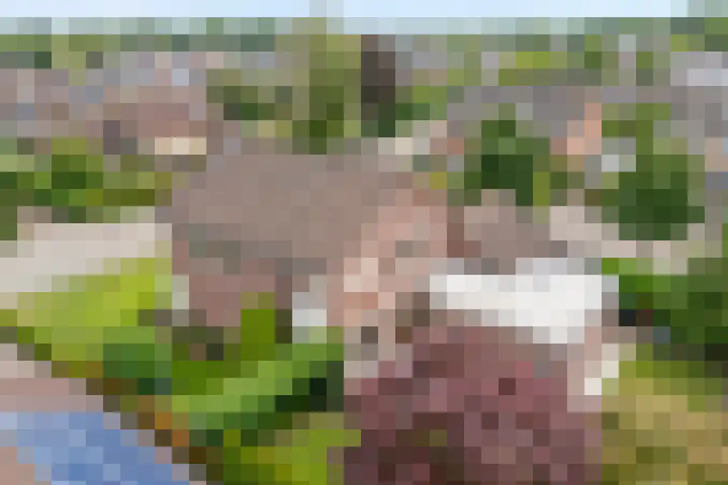 Esdoorn 6 Heino thumbnail 61