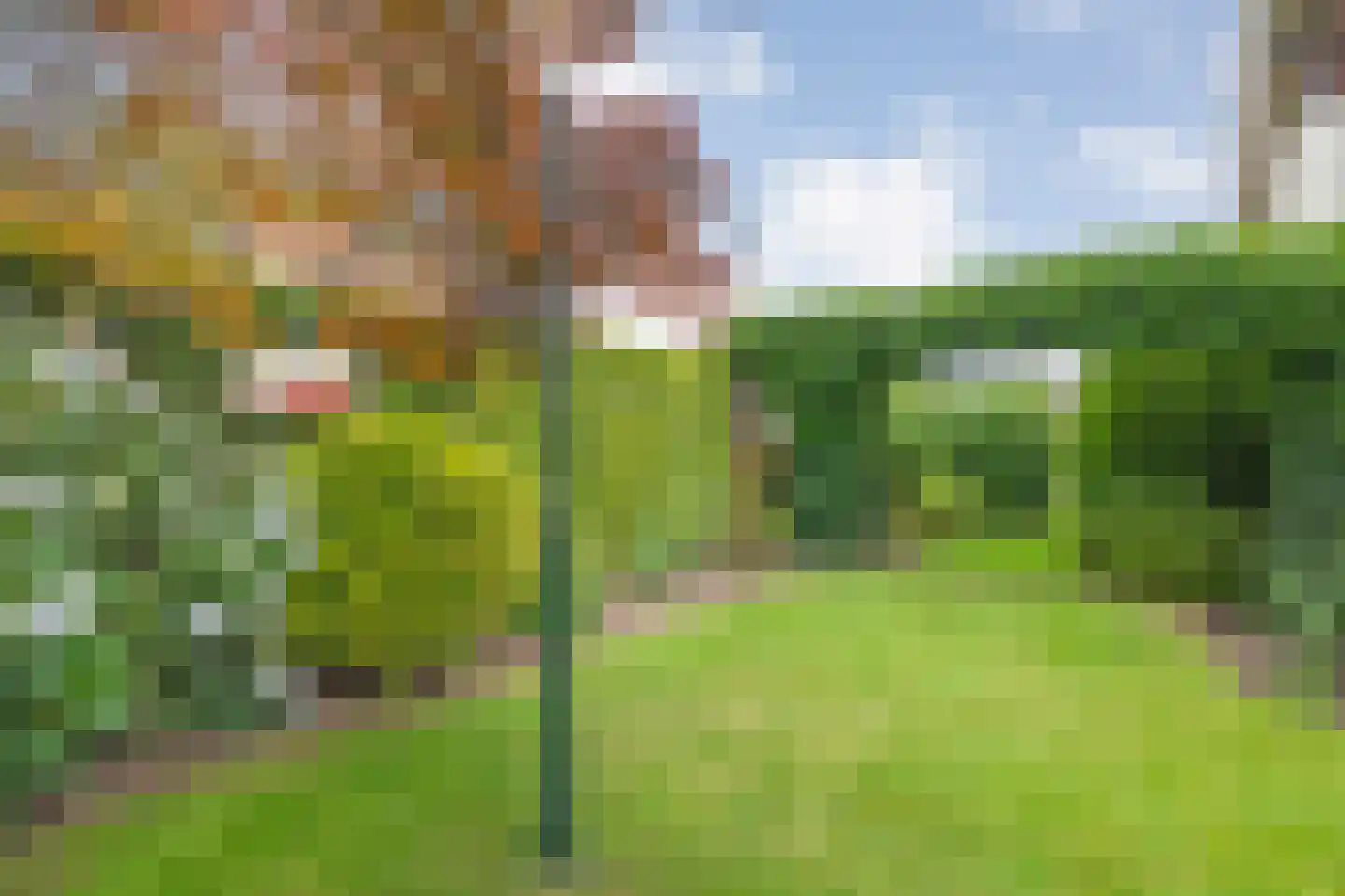 Esdoorn 6 Heino thumbnail 64