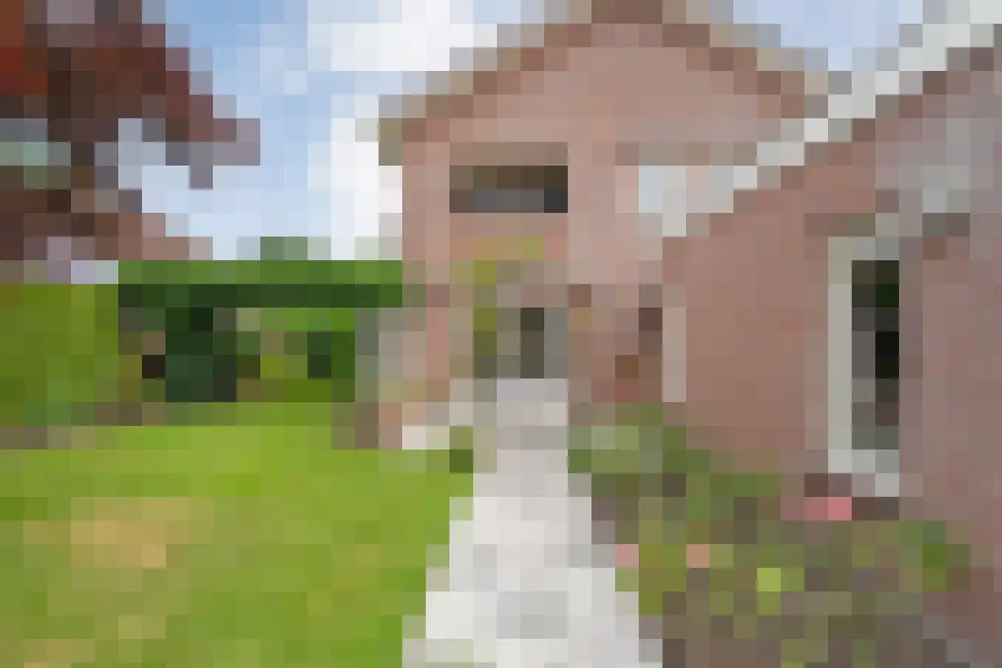 Esdoorn 6 Heino thumbnail 66
