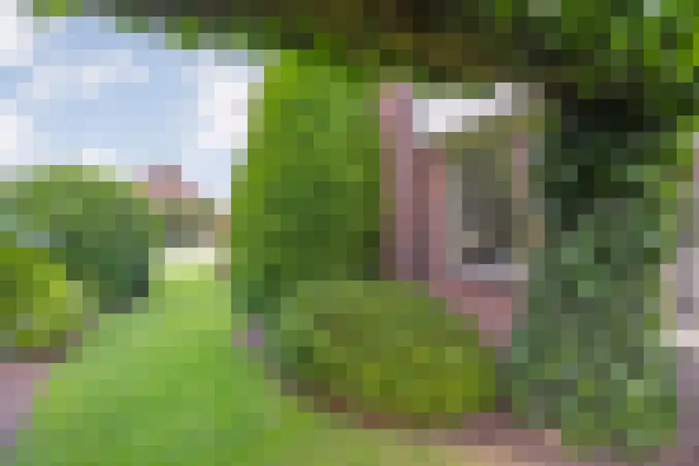 Esdoorn 6 Heino thumbnail 70
