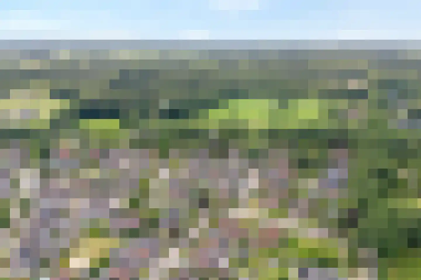 Esdoorn 6 Heino thumbnail 78