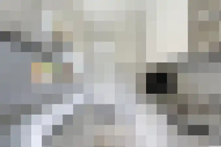 Esdoornlaan 13 Alblasserdam thumbnail 16