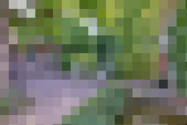 Esdoornlaan 15 Gorssel thumbnail 43