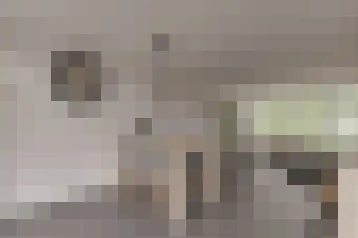 Esdoornlaan 208 Rozenburg thumbnail 17
