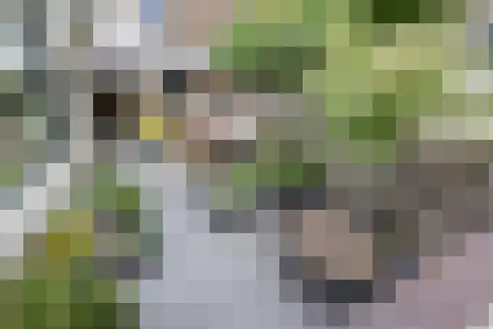 Esdoornlaan 208 Rozenburg thumbnail 24