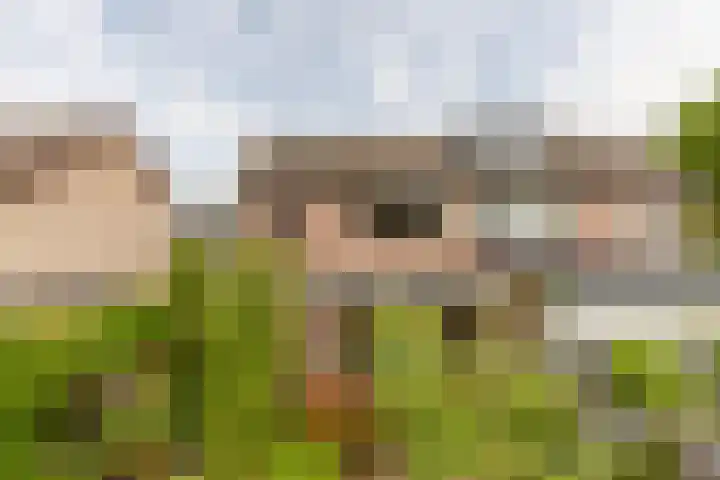 Esdoornlaan 22 Haaren foto 2