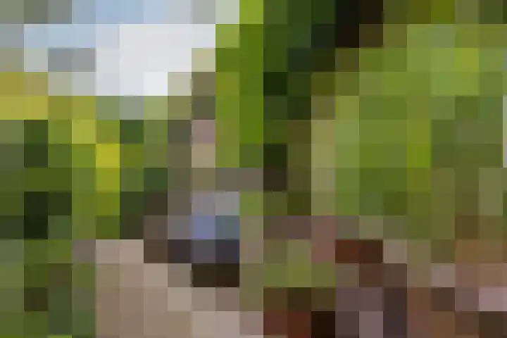 Esdoornlaan 22 Haaren thumbnail 35