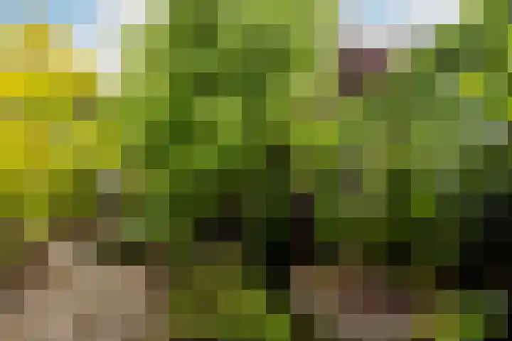 Esdoornlaan 22 Haaren thumbnail 36