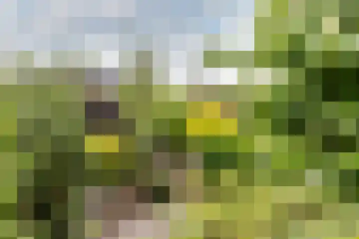 Esdoornlaan 22 Haaren thumbnail 37