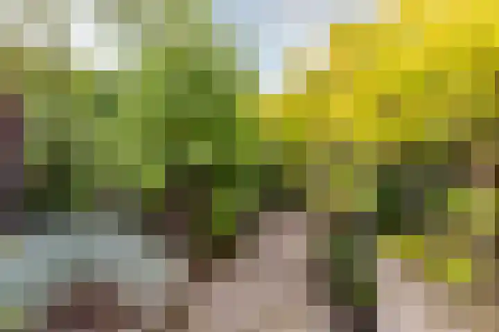 Esdoornlaan 22 Haaren thumbnail 39