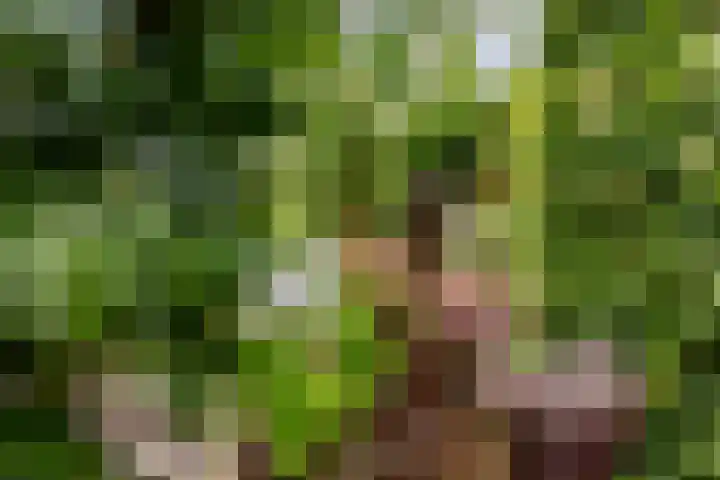 Esdoornlaan 22 Haaren thumbnail 40