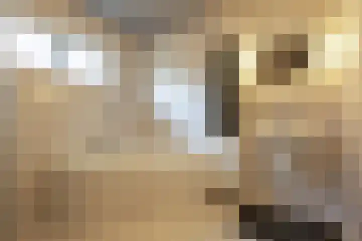 Esdoornlaan 23 Wormerveer thumbnail 31