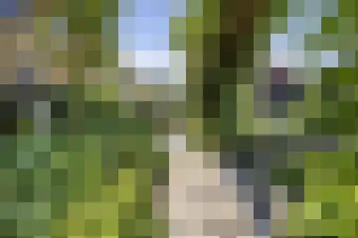 Esdoornlaan 23 Wormerveer thumbnail 49