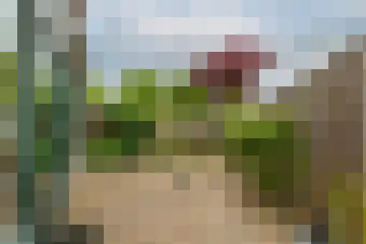 Esdoornlaan 26 Berkel en Rodenrijs thumbnail 35