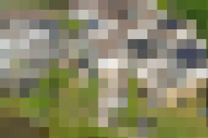 Esdoornlaan 45 Rijnsburg thumbnail 27