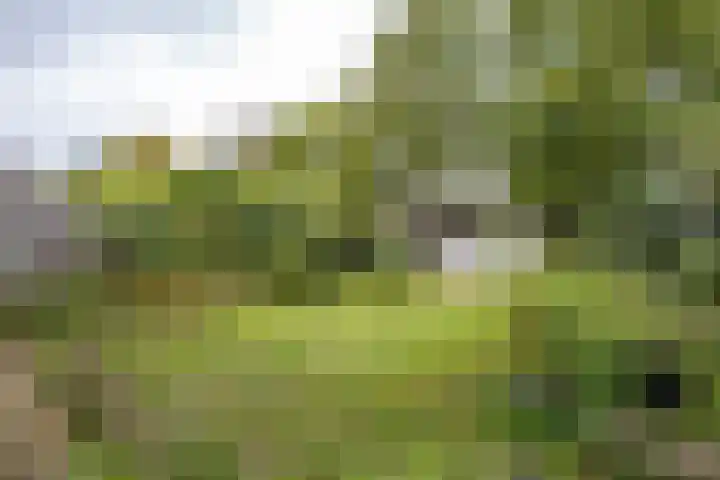 Esdoornlaan 7 Haelen thumbnail 28