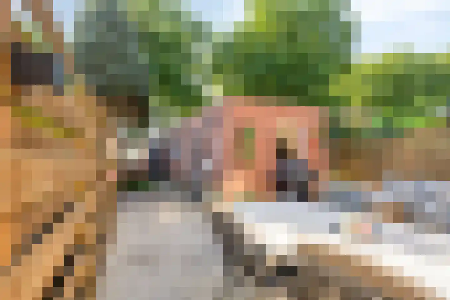 Esdoornstraat 23 Zundert thumbnail 5