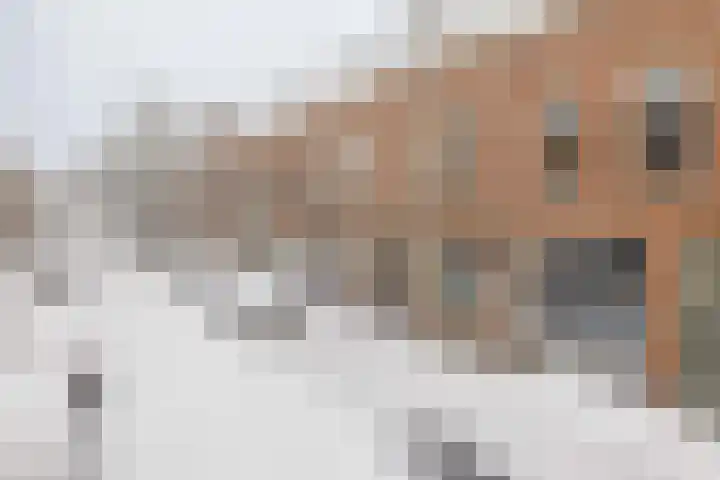 Esdoornstraat 50 Utrecht thumbnail 7