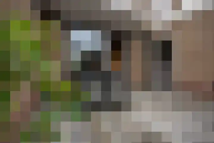 Esdoornstraat 58 Bemmel thumbnail 21