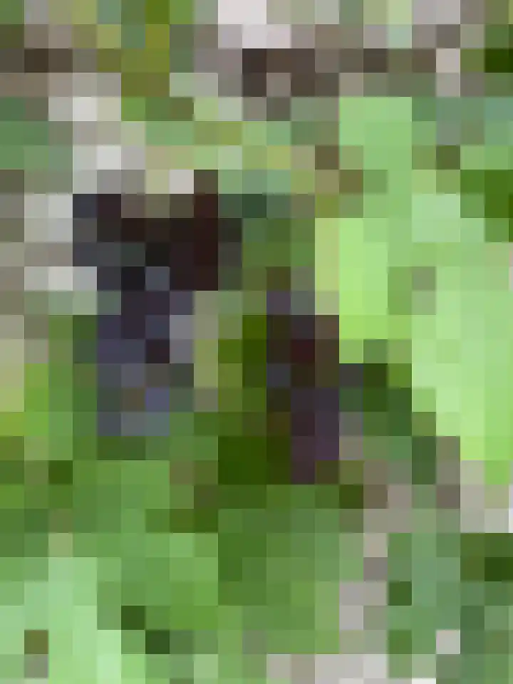 Esdoornstraat 6 's-Gravenpolder thumbnail 34
