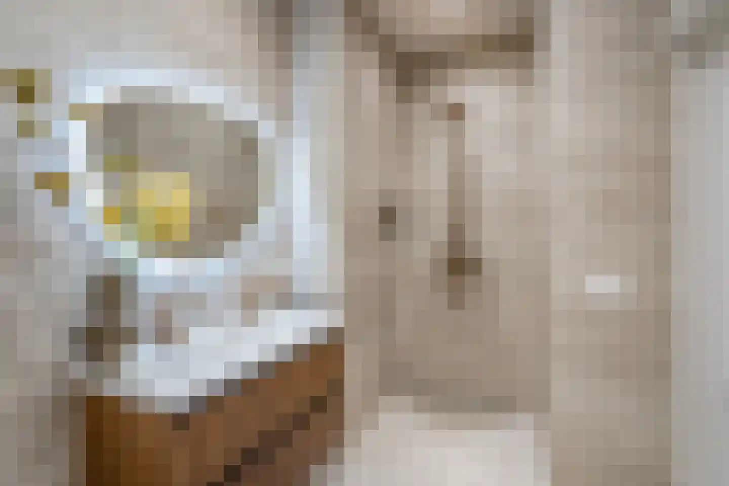 Esdoornstraat 77 Den Haag thumbnail 23