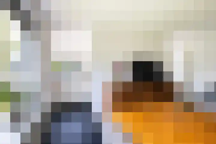 Eslawâld 13 Feanwâlden thumbnail 18