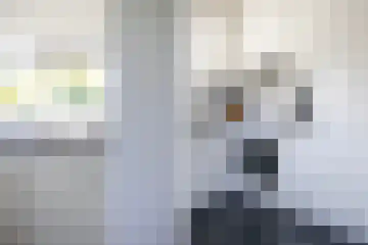 Eslawâld 13 Feanwâlden thumbnail 21