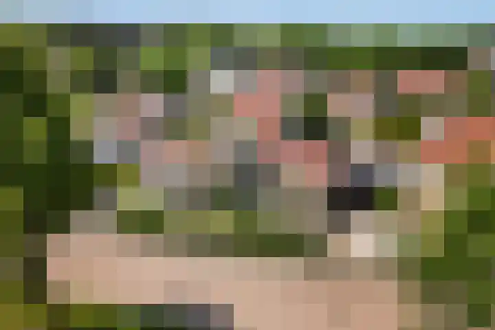 Eslawâld 13 Feanwâlden thumbnail 47