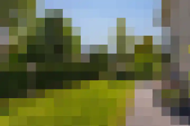 Eslawâld 13 Feanwâlden thumbnail 48