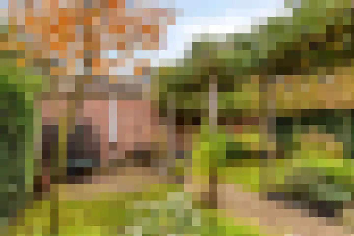 Espenhof 51 Rosmalen thumbnail 40