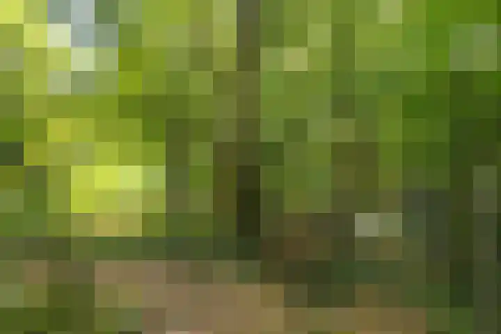 Esschenweg 121 Heerlen thumbnail 34