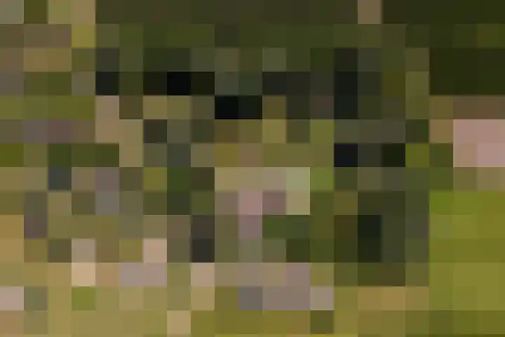 Essebroek 3 Ingen thumbnail 112