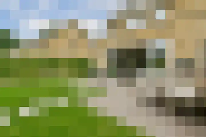 Esselaar 14 Almere thumbnail 9