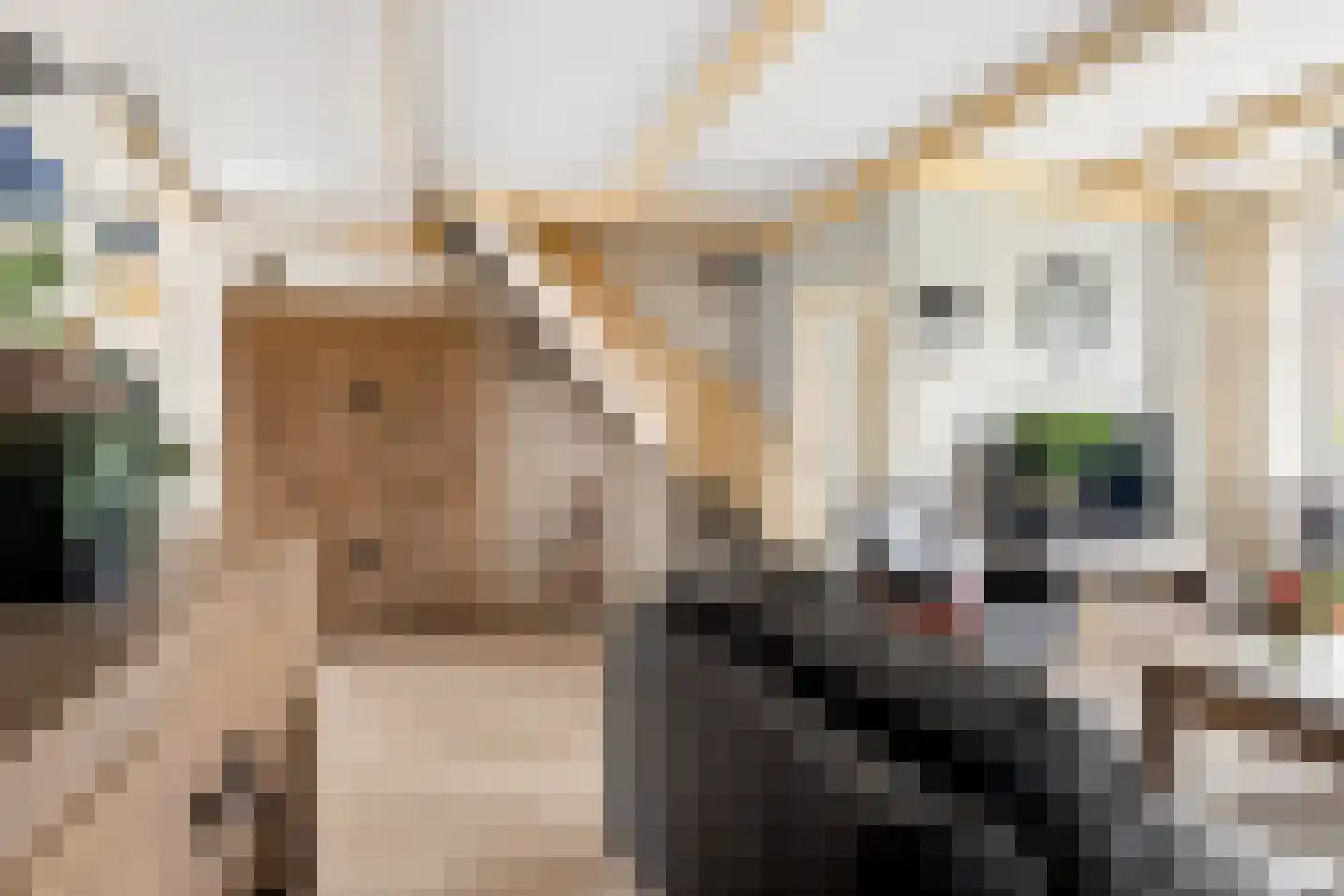 Essenakker 22 Oosterwolde Gld thumbnail 14