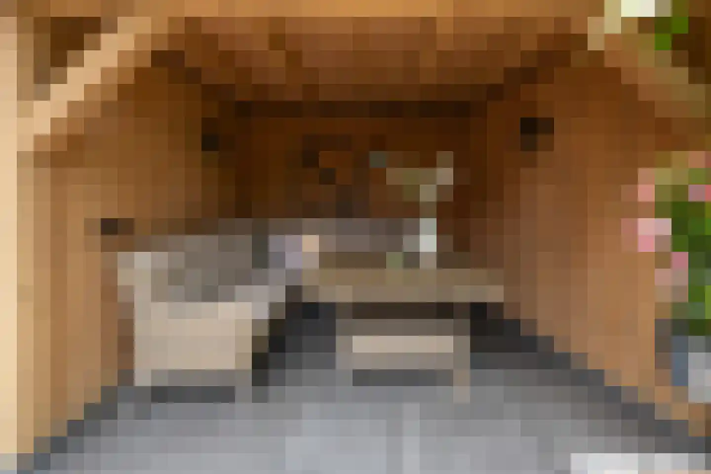 Essenerweg 53 Kootwijkerbroek thumbnail 45