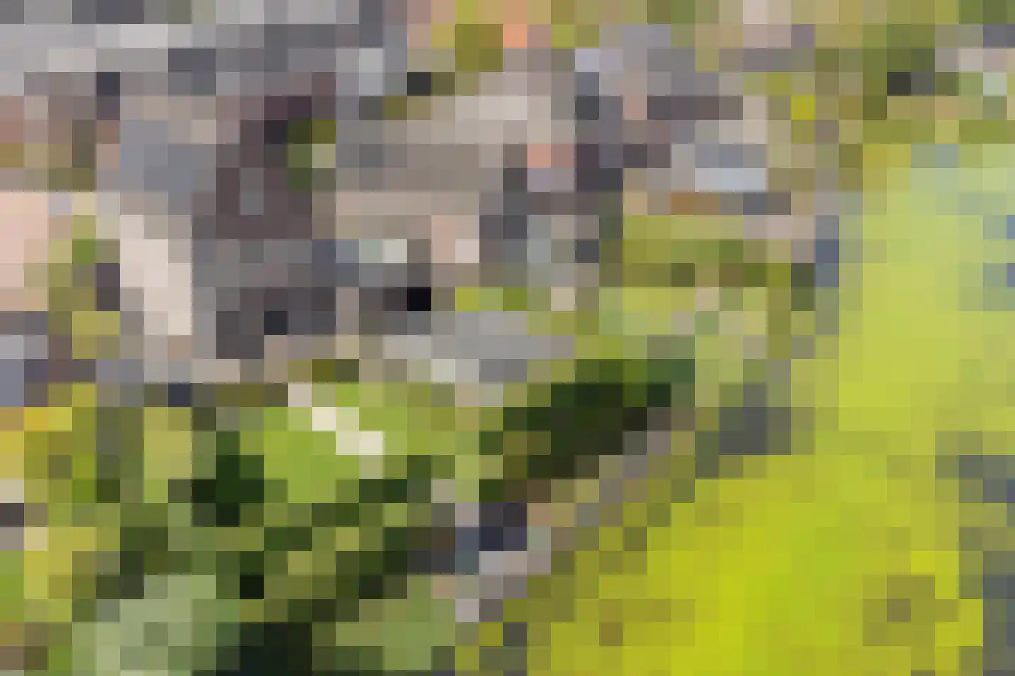 Essenlaan 100 Dirksland thumbnail 7