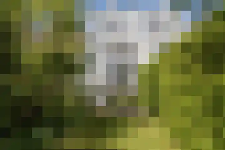 Essenlaan 74 Rotterdam thumbnail 61