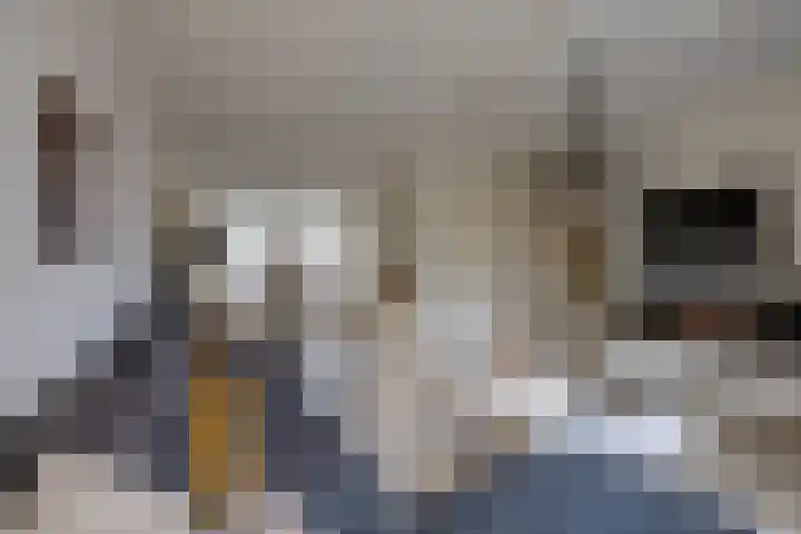 Essenrijs 21 St. Willebrord thumbnail 10