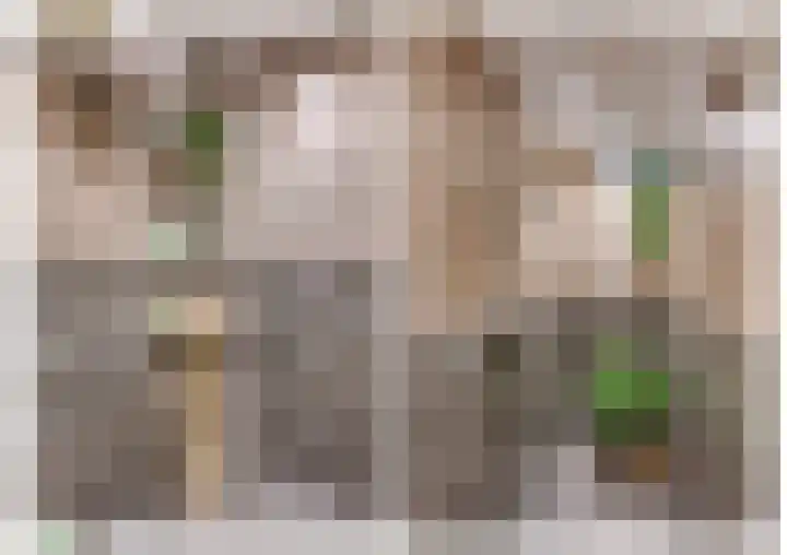 Essenrijs 21 St. Willebrord thumbnail 26