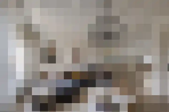 Essenrijs 21 St. Willebrord thumbnail 9