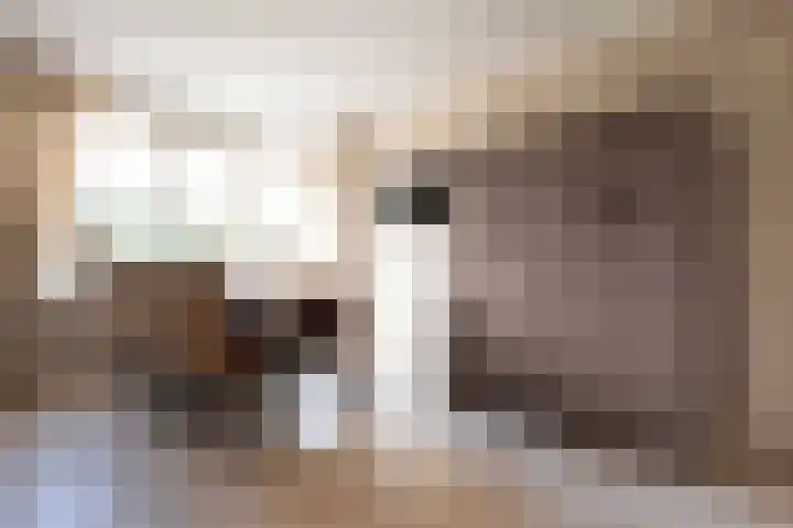 Essenrijs 4 St. Willebrord thumbnail 19