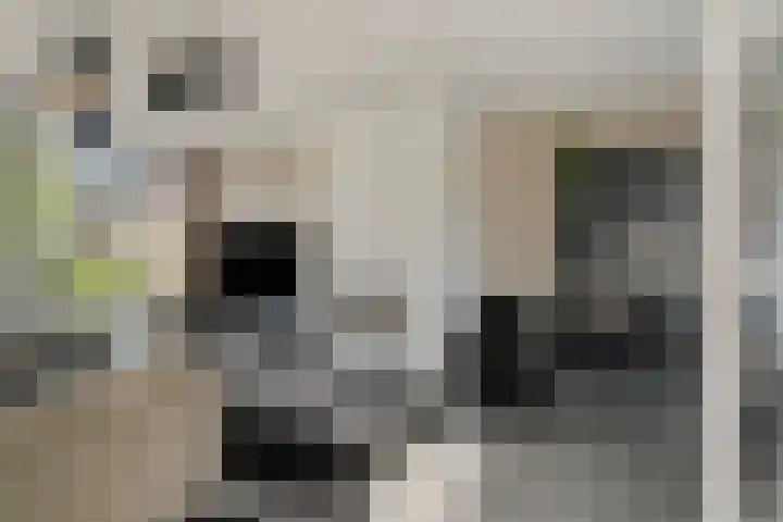 Essenstraat 50 Spijkenisse thumbnail 10